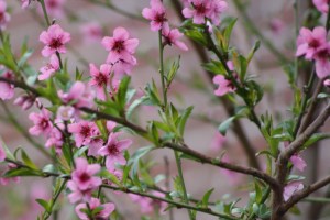 Prunus persica (2) (1200 x 800)